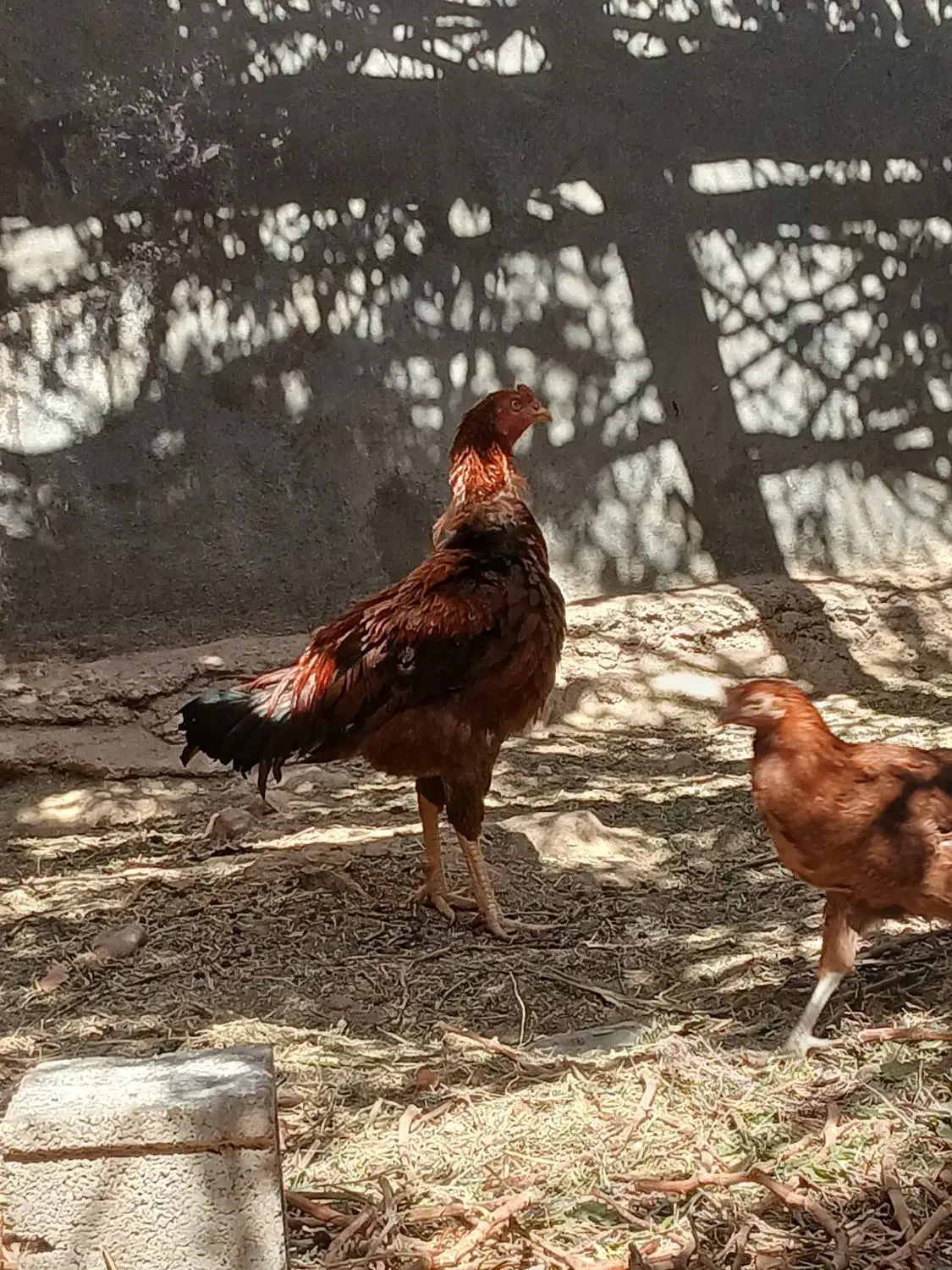 خروس|حیوانات مزرعه|میمند, |دیوار