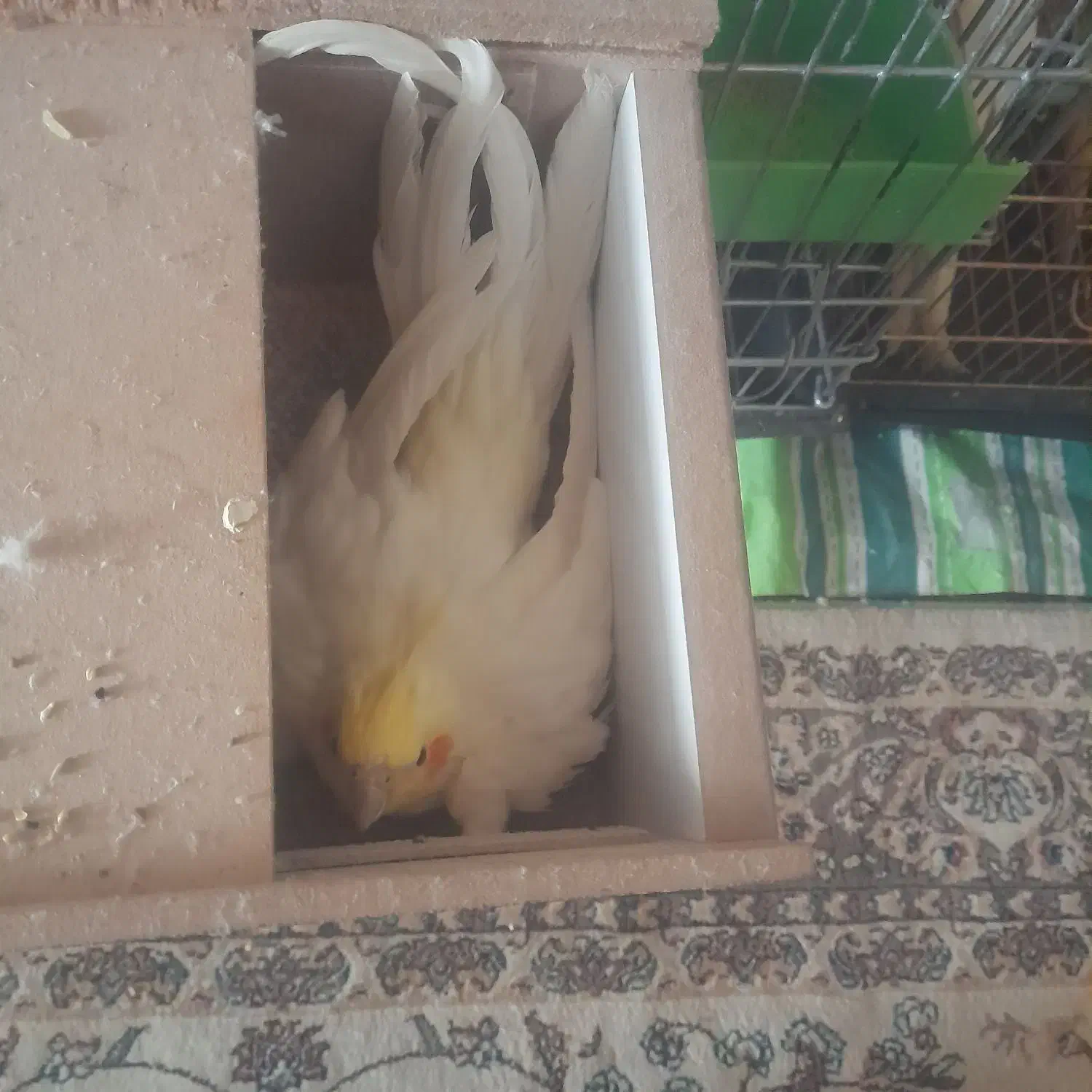 عروس هلندی|پرنده|بروجن, |دیوار