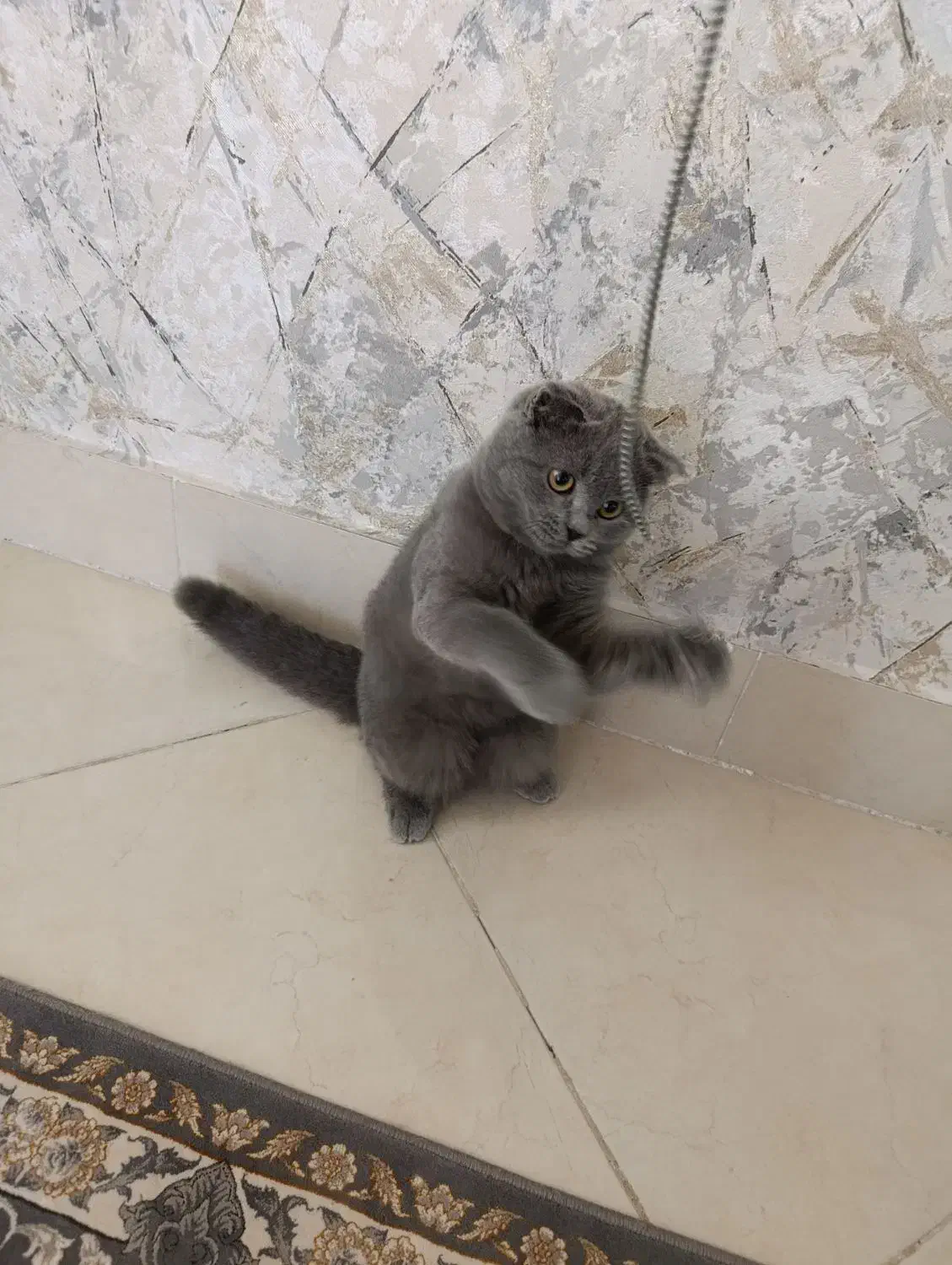 بچه گربه اسکاتیش بلو ( دختر) چهار ماهه|گربه|بندرعباس, |دیوار