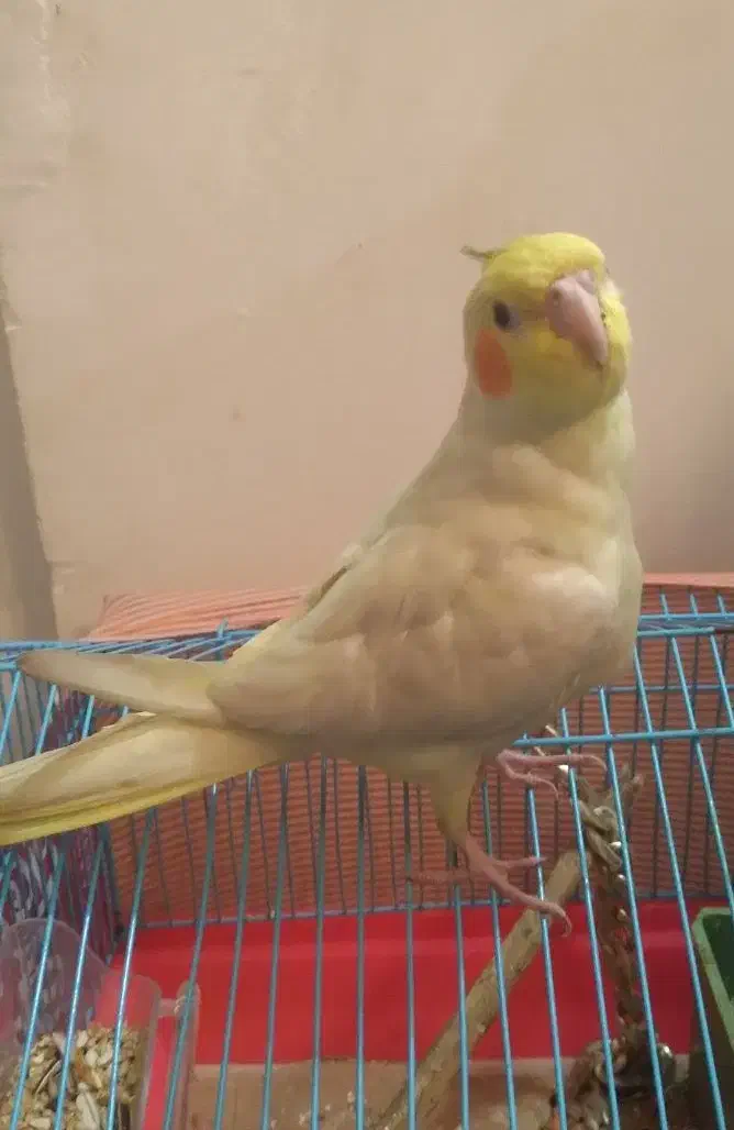 طوطی عروس هلندی|پرنده|رشت, گلزاران|دیوار