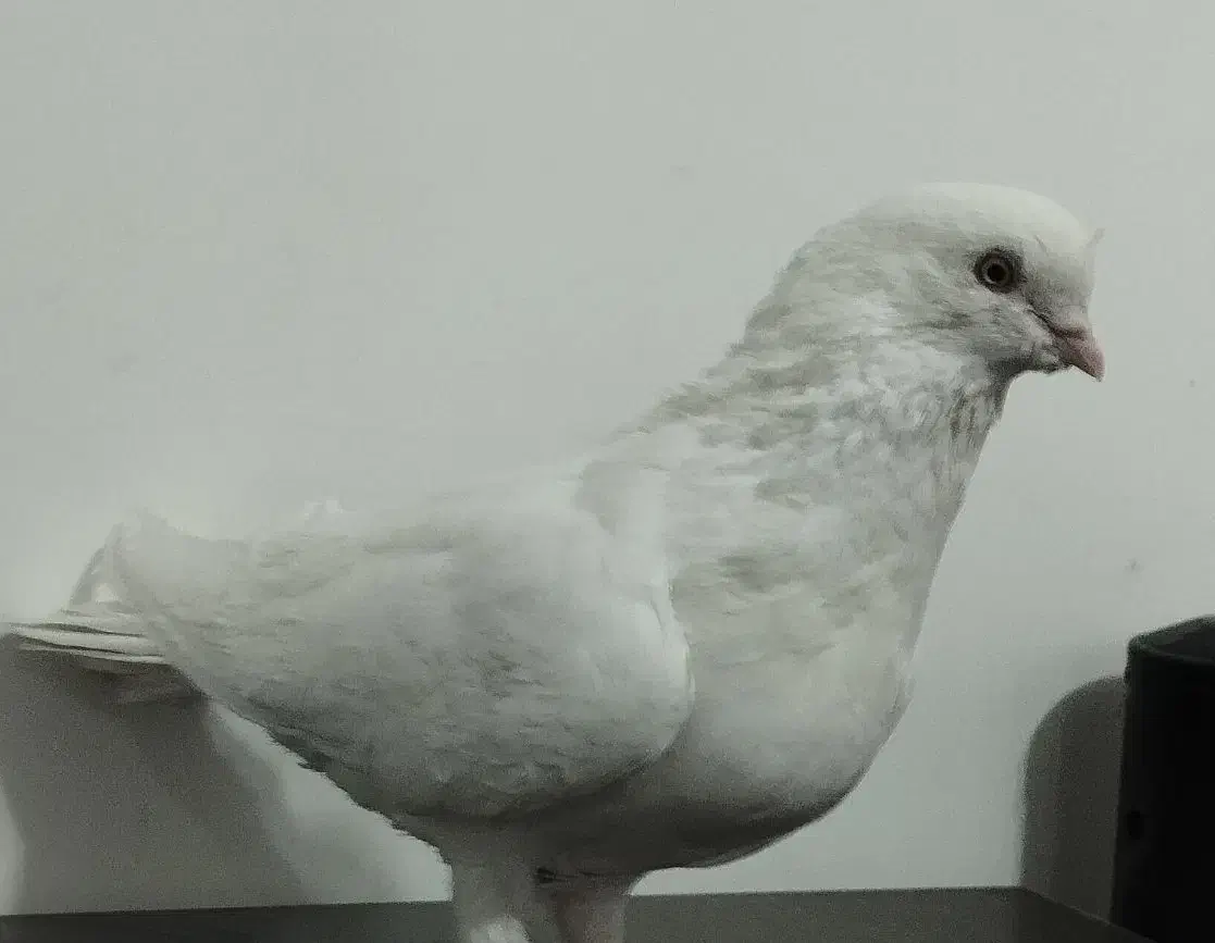 کبوتر تهرانی نر گمشده در فارسان|حیوانات|فارسان, |دیوار