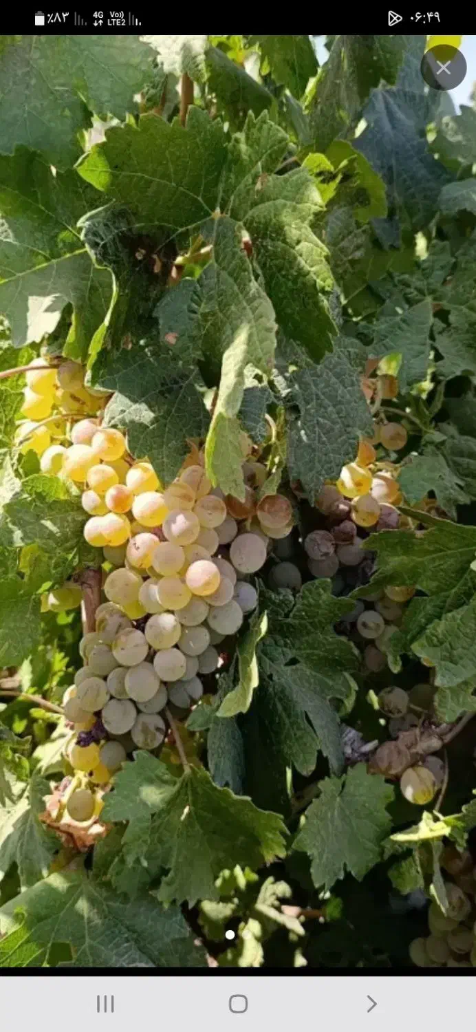 انگور سفید و سیاه برای شیره پختن درجه یک طبیعی|خوردنی و آشامیدنی|ابهر, |دیوار