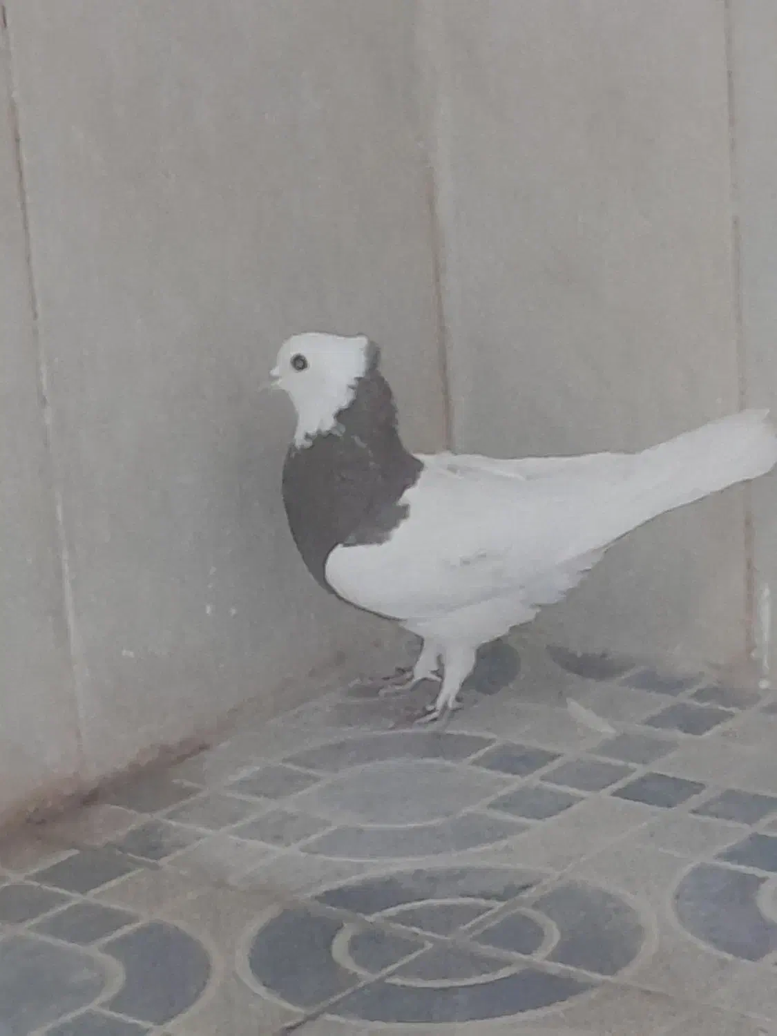 گمشده گمشده در خیابان امام رضا کسی گرفت خبری بده|حیوانات|بافق, |دیوار