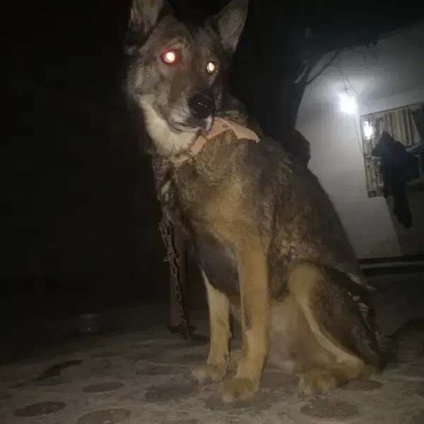 فروش سگ ژرمن پلییسی|سگ|شادگان, |دیوار