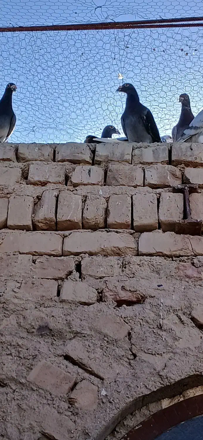 کفتر خاش|پرنده|میرجاوه, |دیوار