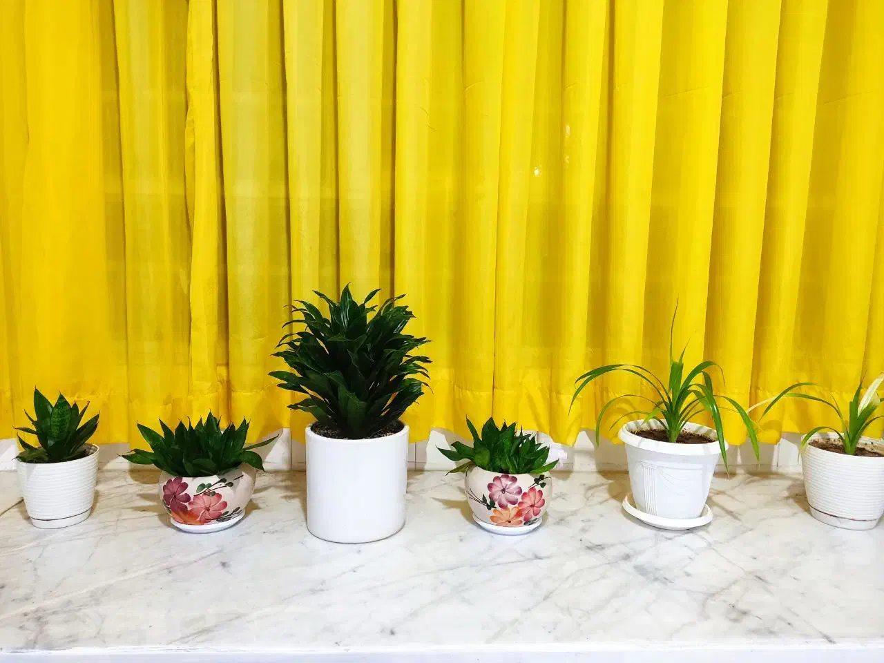 انواع گل|گل و گیاه طبیعی|نیشابور, شهرک بسیج|دیوار