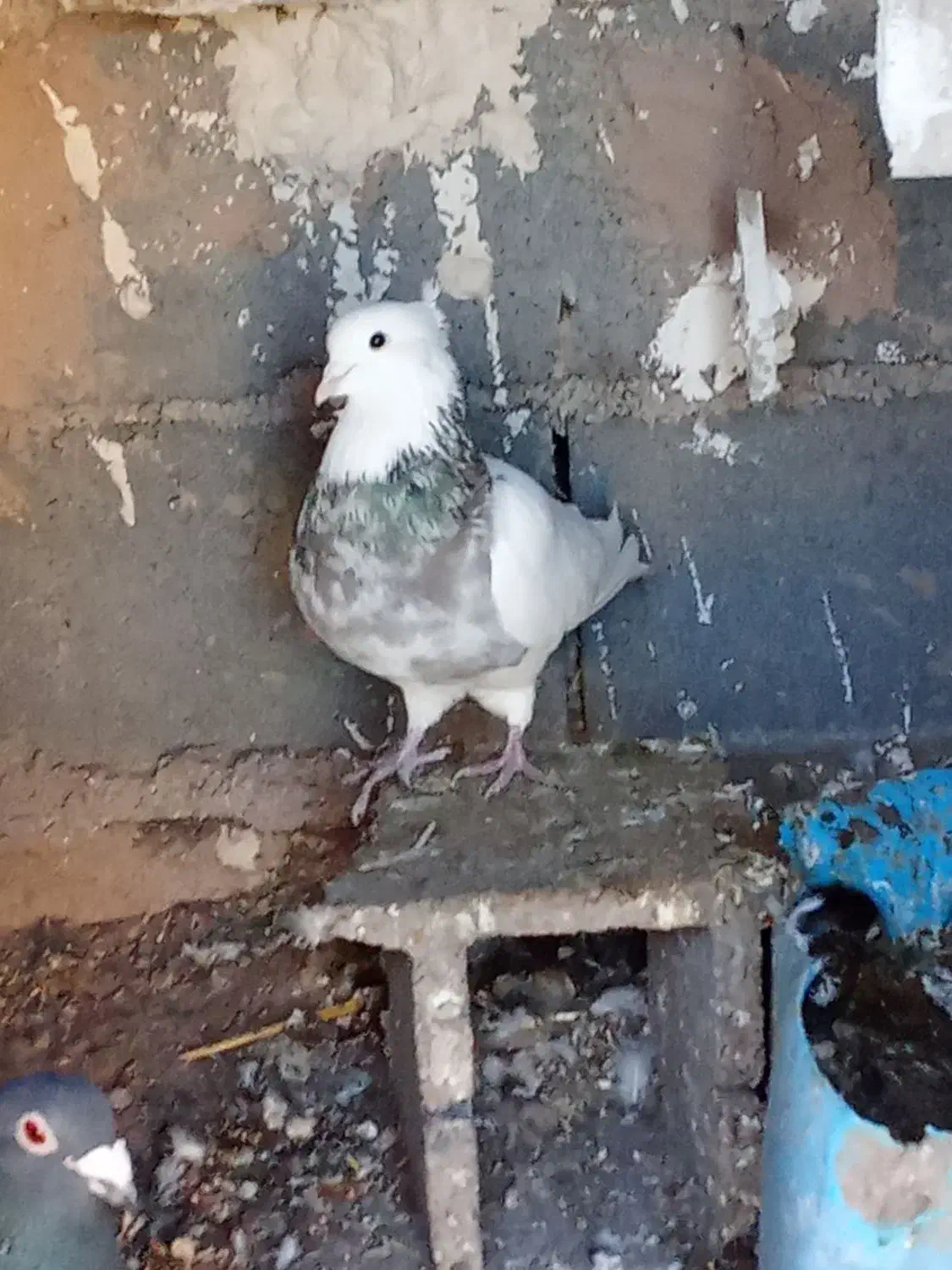 طوقی هفت.رنگنردیوانهبهشرطبرشجوجه|پرنده|میان ولایت, |دیوار