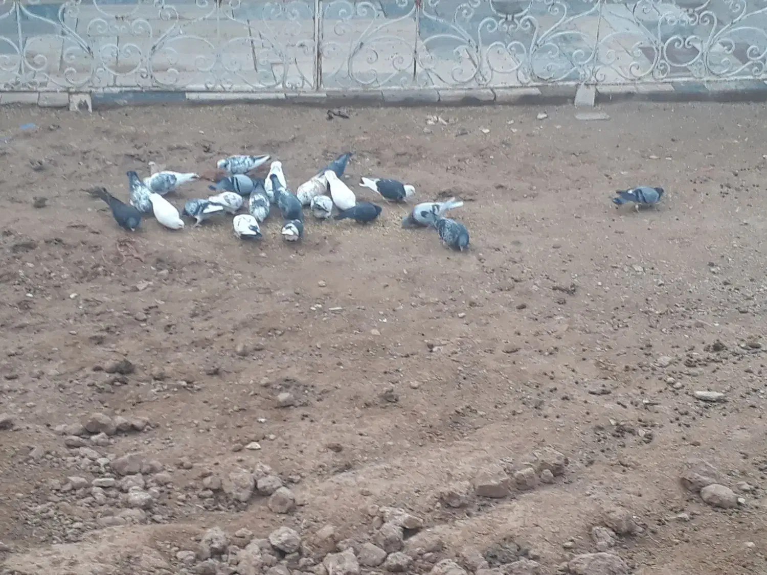 پرنده|پرنده|قیدار, |دیوار