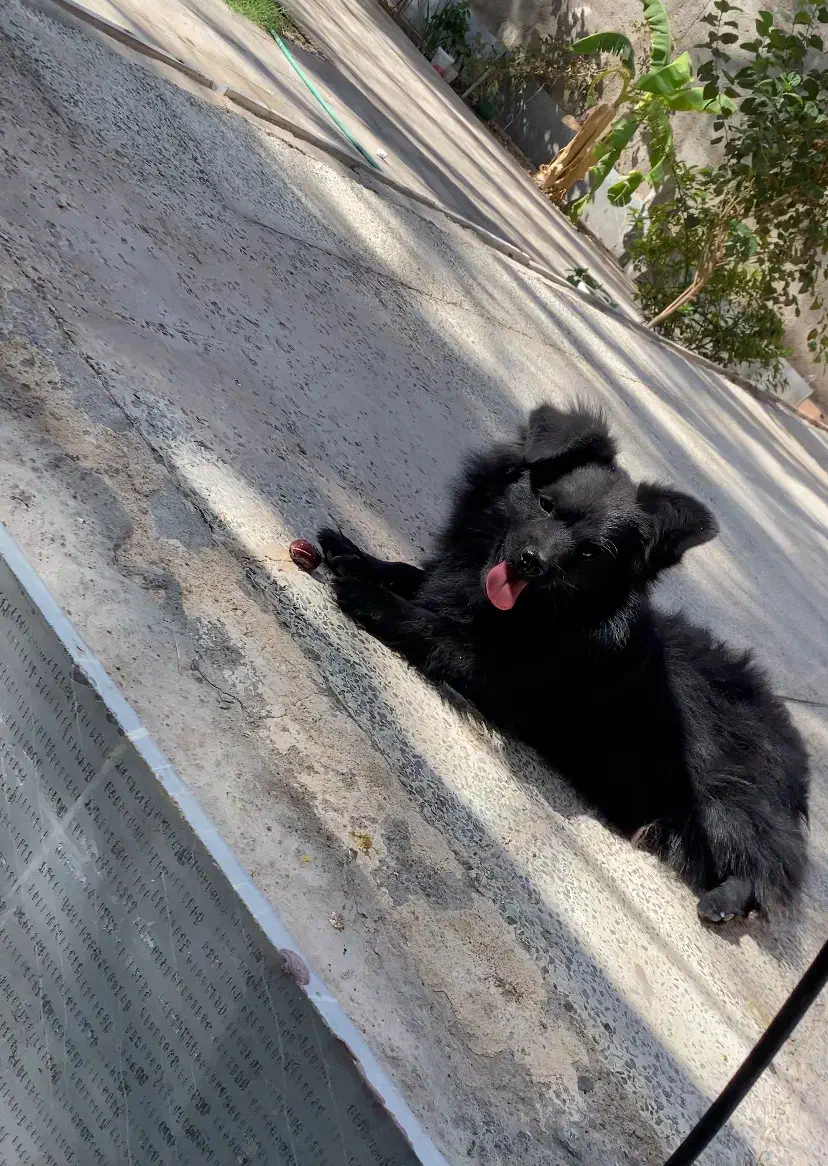 سگ پامر|سگ|بم, |دیوار