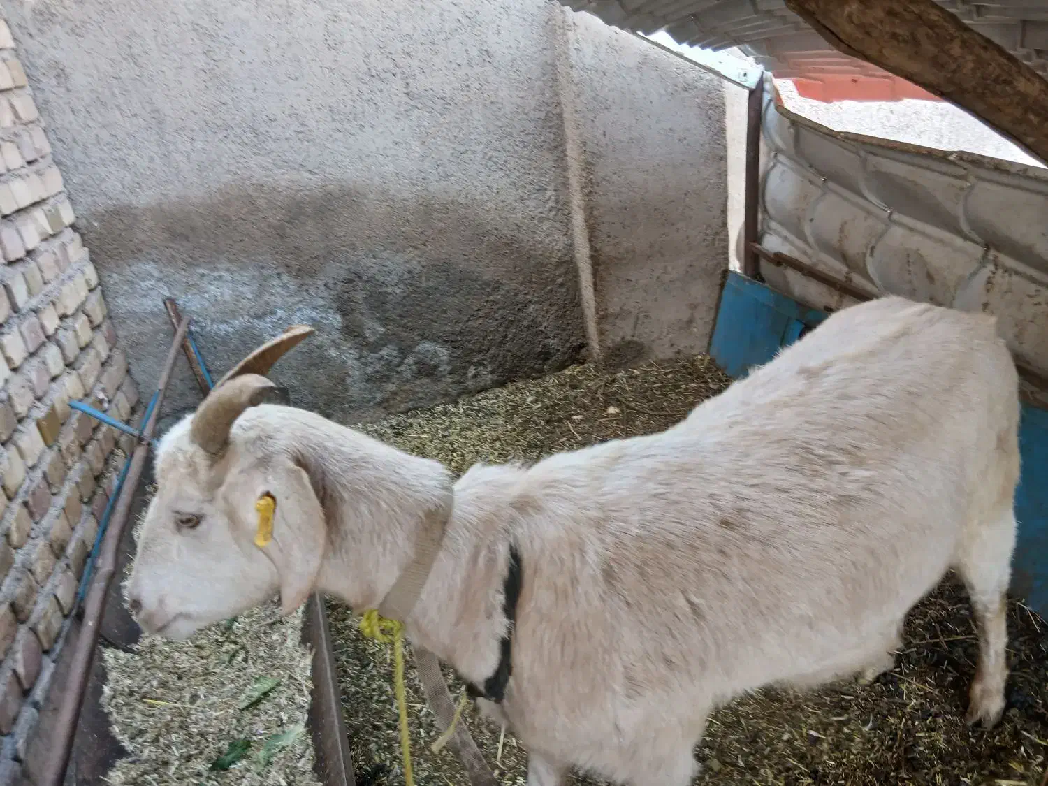 شیر بز|خوردنی و آشامیدنی|نیشابور, دربقاضی|دیوار