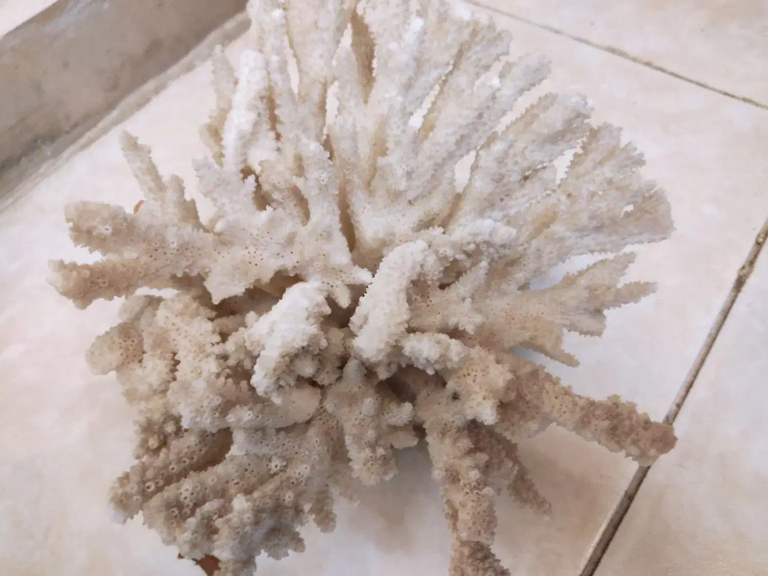 سرگرمی و فراغت|گل و گیاه طبیعی|تهران, مجیدآباد|دیوار