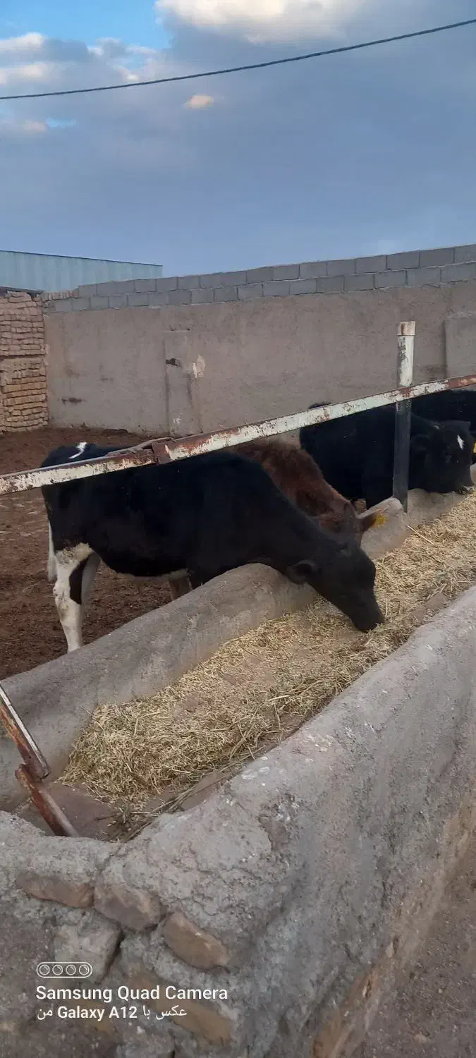 گوساله نر|حیوانات مزرعه|بوئین زهرا, |دیوار