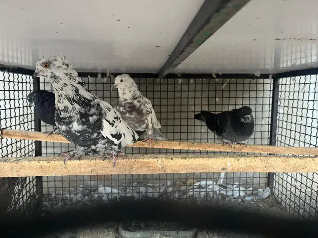 کبوتر به شرط|پرنده|دماوند, گیلاوند|دیوار