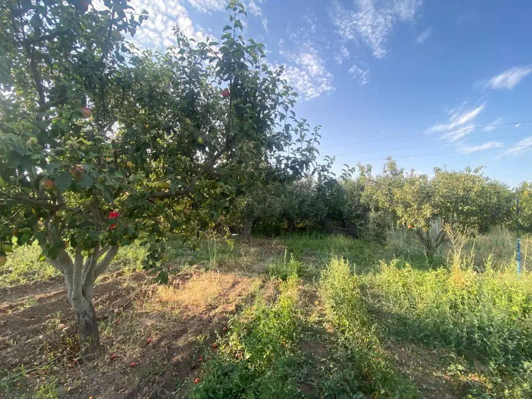 باغ|فروش زمین و ملک کلنگی|فندقلو, |دیوار