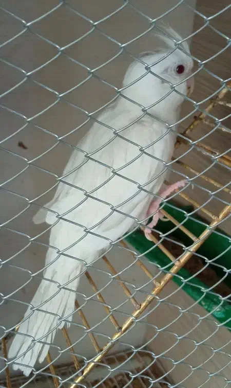 عروس هلندی به نرخ کارخانه|پرنده|بندرعباس, |دیوار