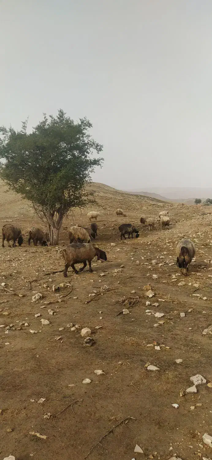 151 راس میش بره دار و آبستن گلون گرم|حیوانات مزرعه|جره و بالاده, |دیوار