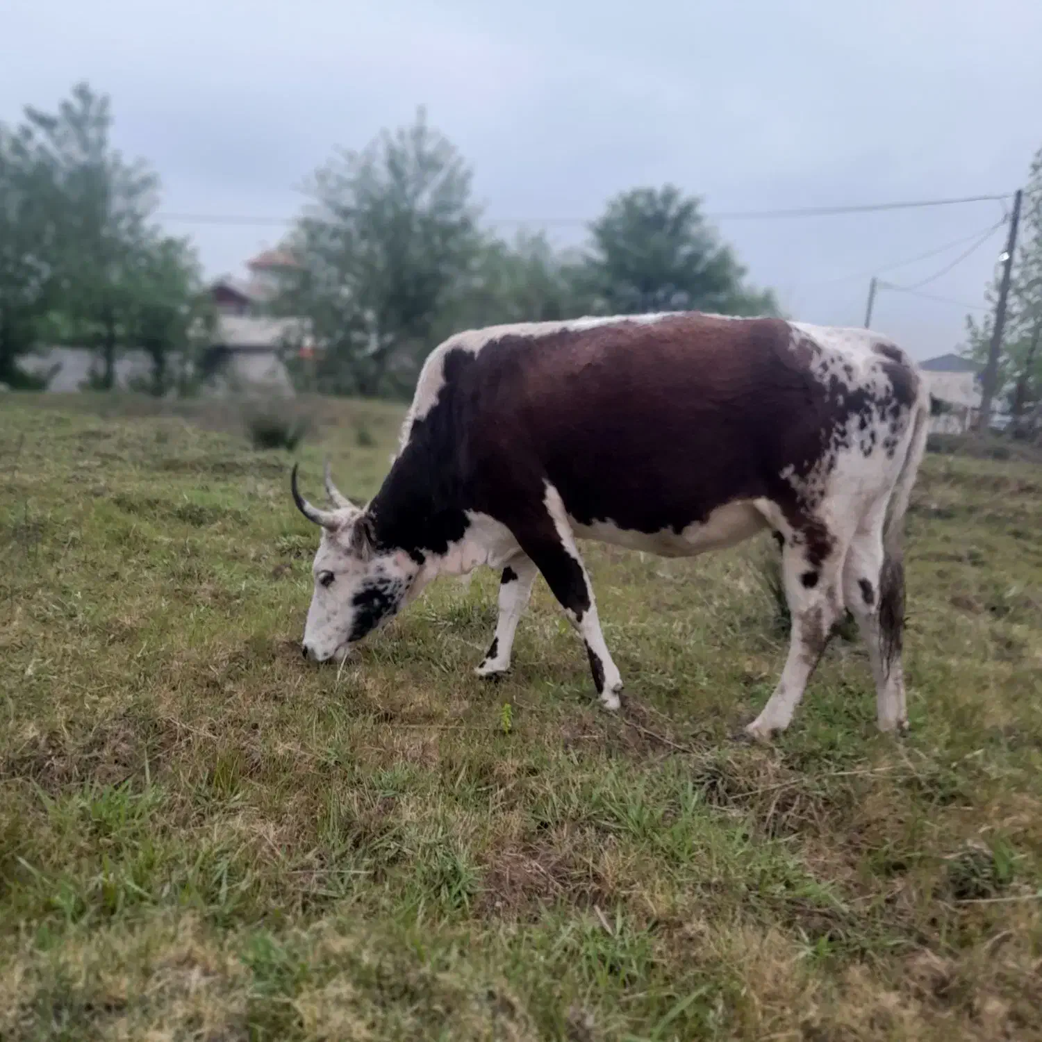 گاو|حیوانات مزرعه|رشت, پسیخان|دیوار