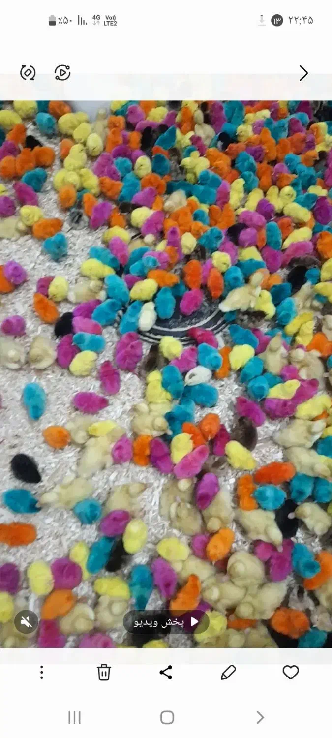 جوجه یکروزه محلی|حیوانات مزرعه|تربت جام, کشتارگاه|دیوار