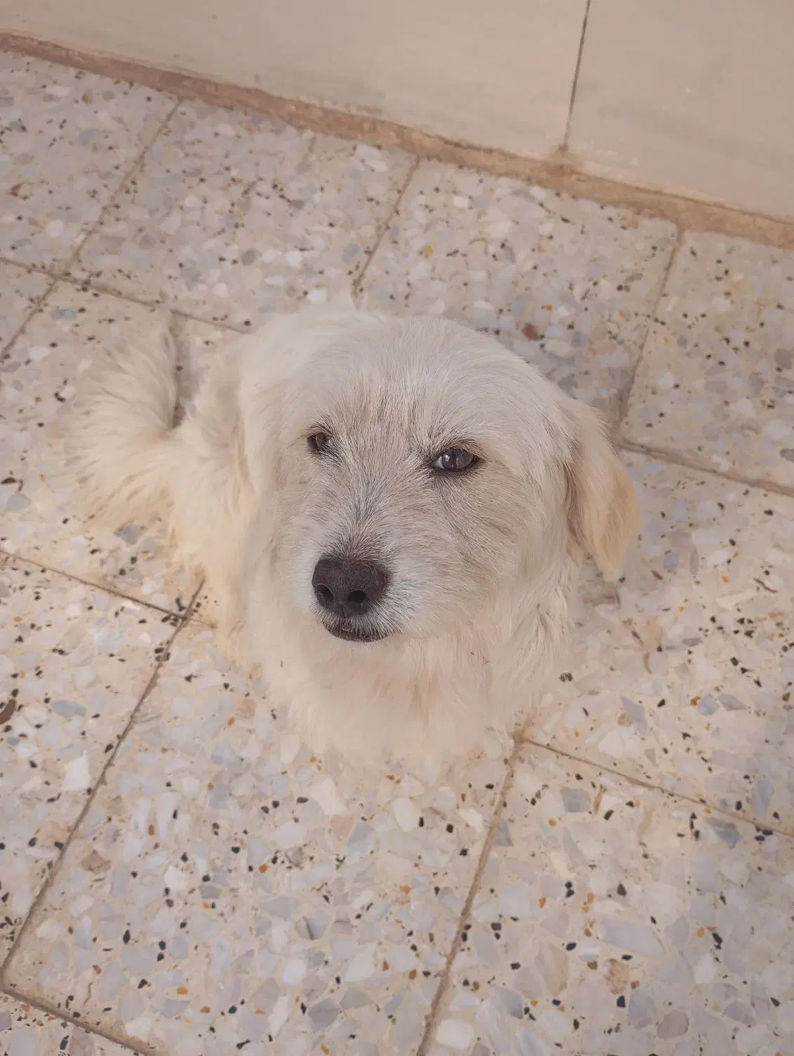 سگ ماده|سگ|دزفول, |دیوار