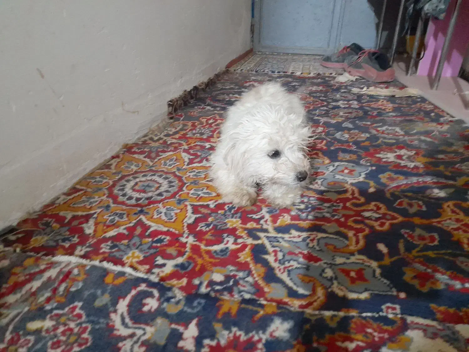 واگذار دوتا سگ پاپی ماده یکیشون بار داره|سگ|داران, |دیوار