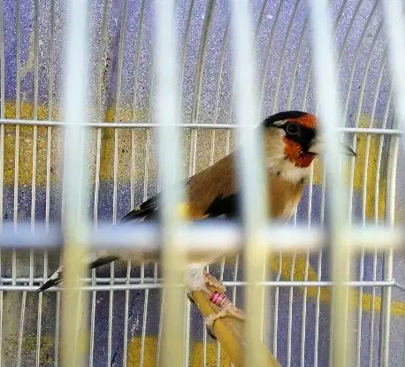 سهره زاغ دهن قشنگ|پرنده|شیراز, دلگشا|دیوار