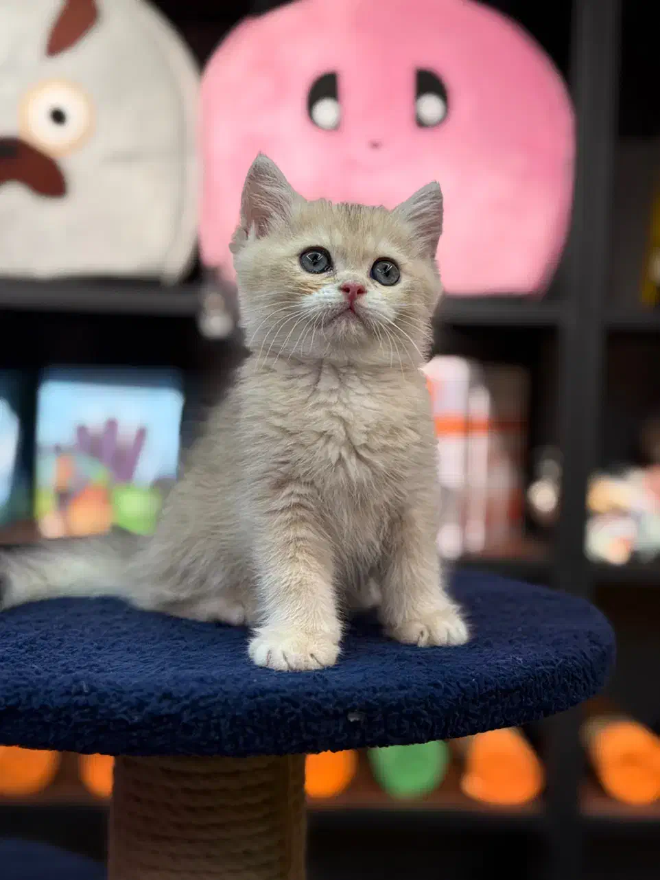 استخدام کارمند فروشنده پت شاپ|استخدام بازاریابی و فروش|تهران, پونک|دیوار