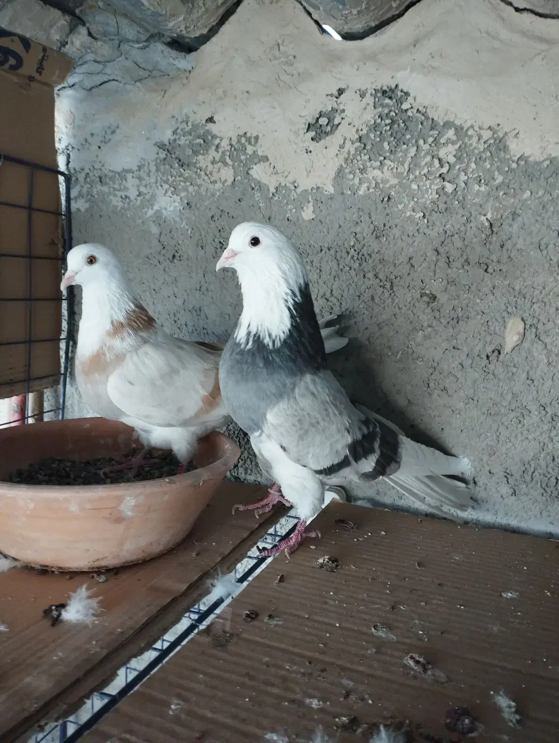 کبوتر|پرنده|شهر ری, شهید بهشتی|دیوار