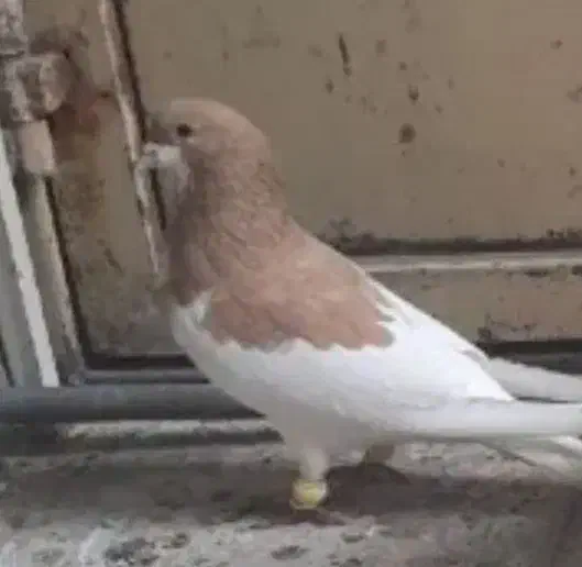 گمشده|حیوانات|اصفهان, حسین‌آباد|دیوار