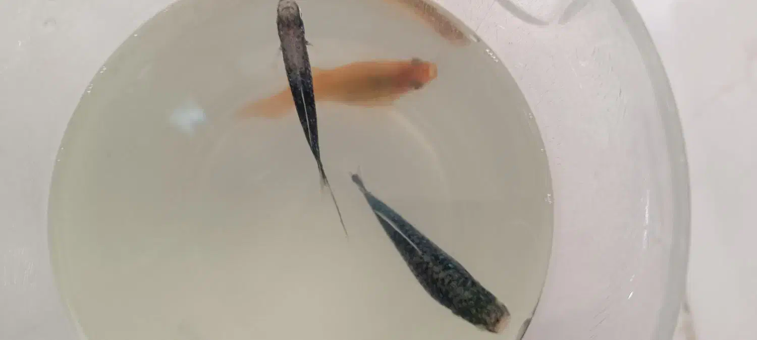 فروش ویژه ماهی آکواریومی|ماهی|مهاباد (آذربایجان غربی), |دیوار