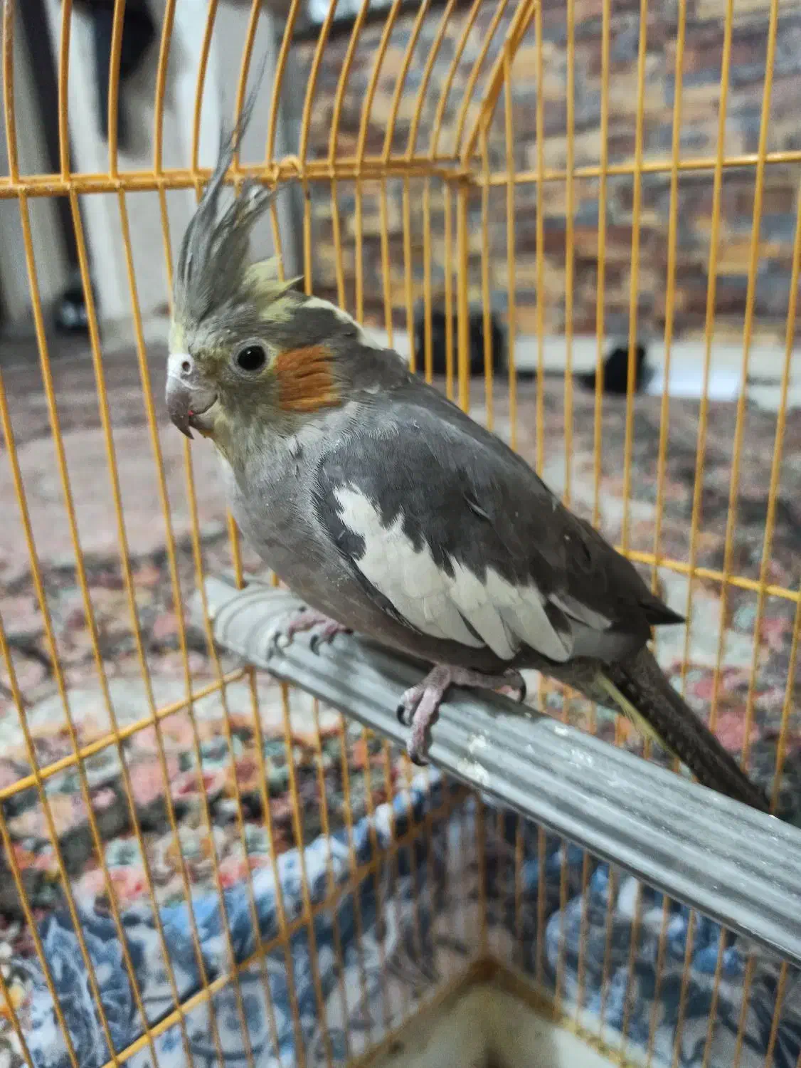 عروس ماده|پرنده|قم, باغ کرباسی|دیوار