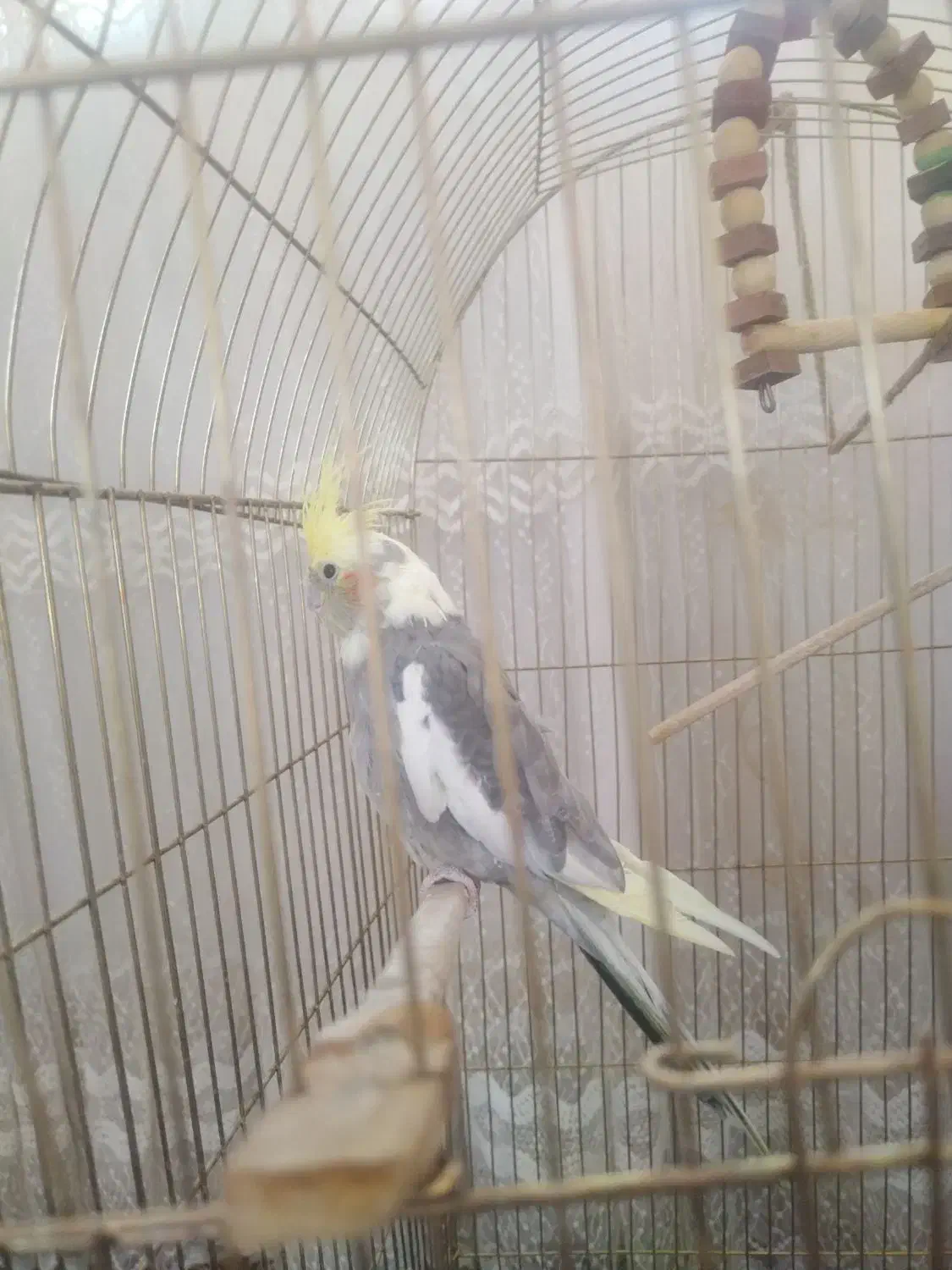 عروس هلندی|پرنده|مشهد, ادیب نیشابوری (شهرک غرب)|دیوار