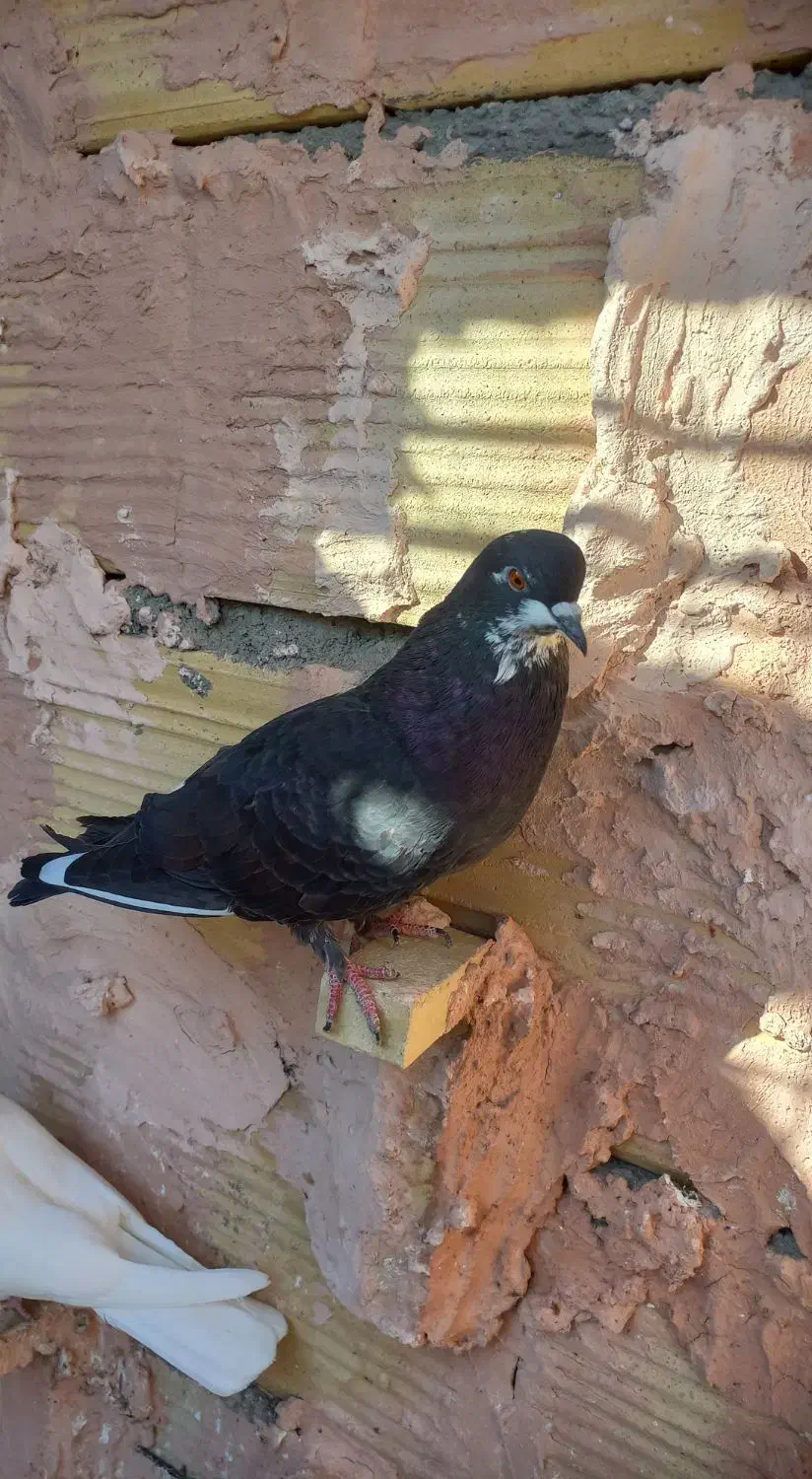 چهار تا کنه وطوقی جوجه|پرنده|سبزوار, بیهق شرقی|دیوار