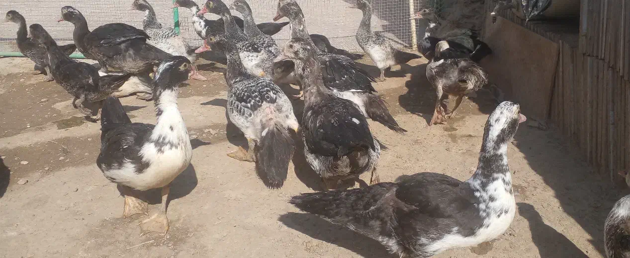 اردک|حیوانات مزرعه|هامون, |دیوار