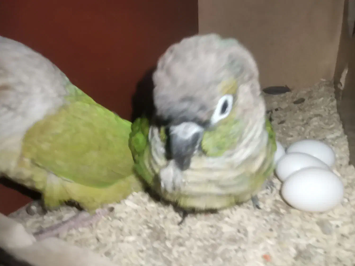 گرینچیک جفت رام و سخنگو|پرنده|بومهن, |دیوار