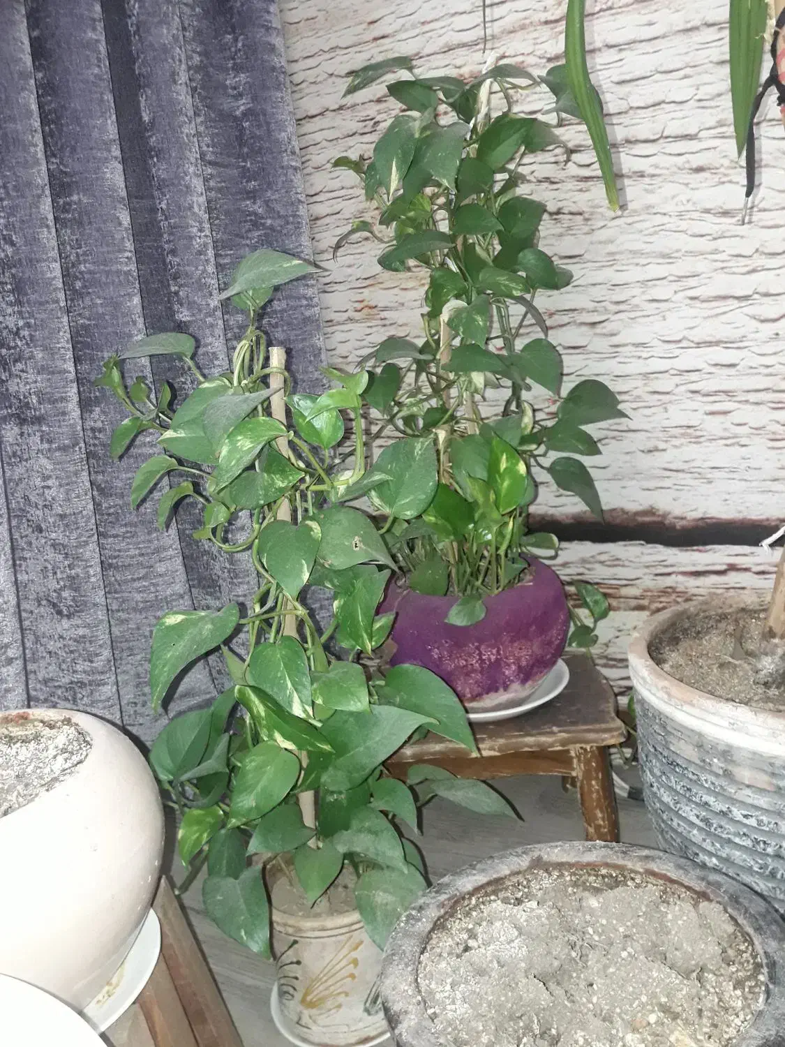 گل پتوس|گل و گیاه طبیعی|اصفهان, بهارستان|دیوار