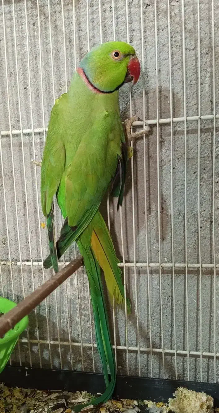 جفت طوطی ملنگو مولد با قفس و لونه|پرنده|فردوس (خراسان), |دیوار