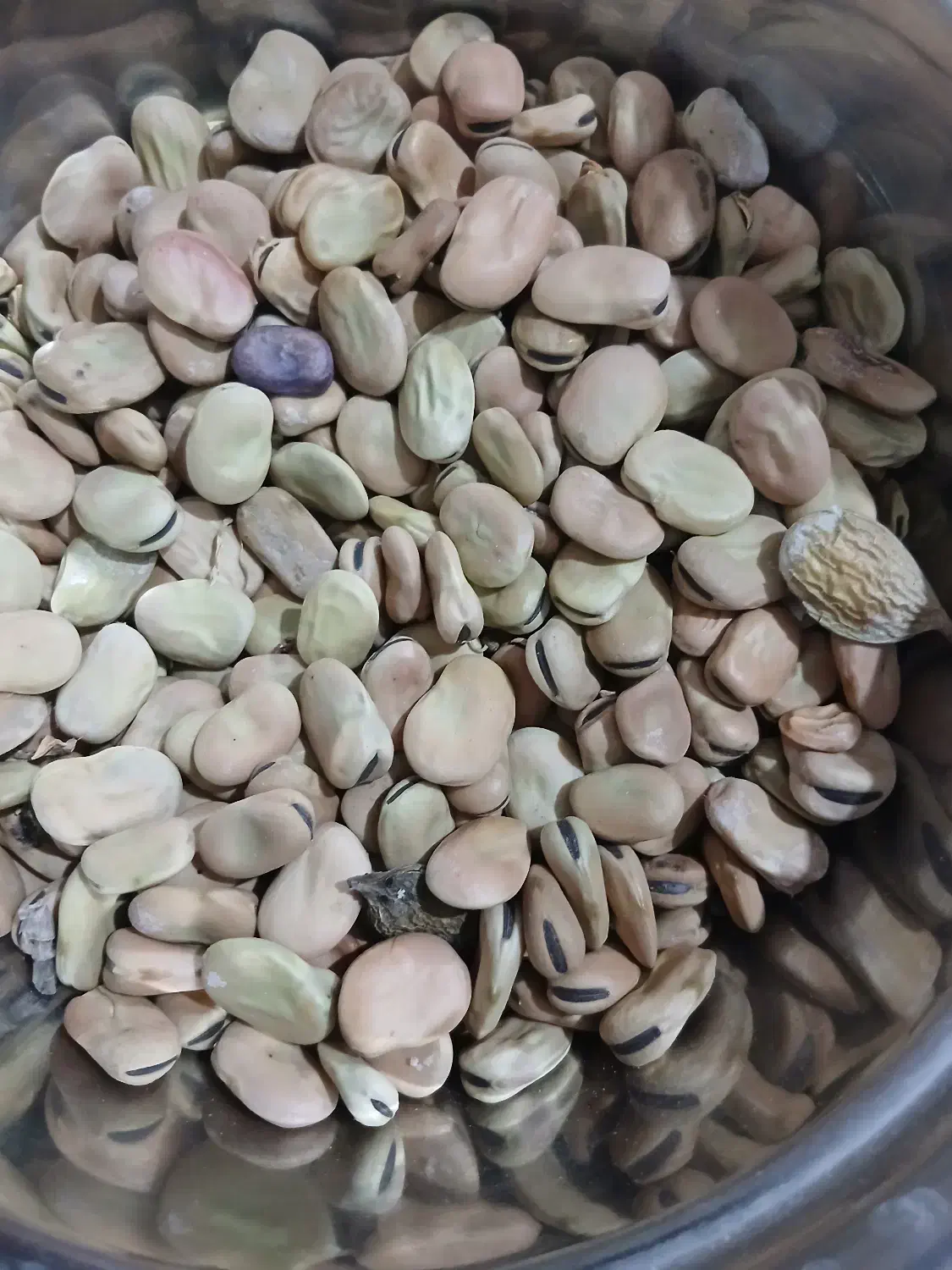 باقله‌شاخ‌بزی|خوردنی و آشامیدنی|ویسیان, |دیوار