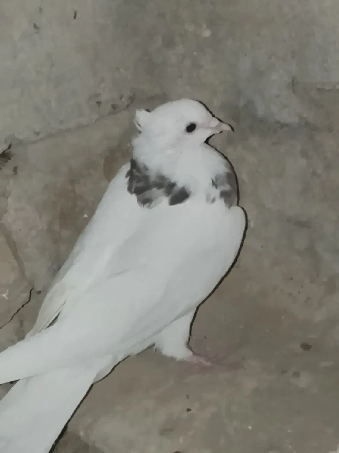 کفتر|پرنده|نیمروز, |دیوار