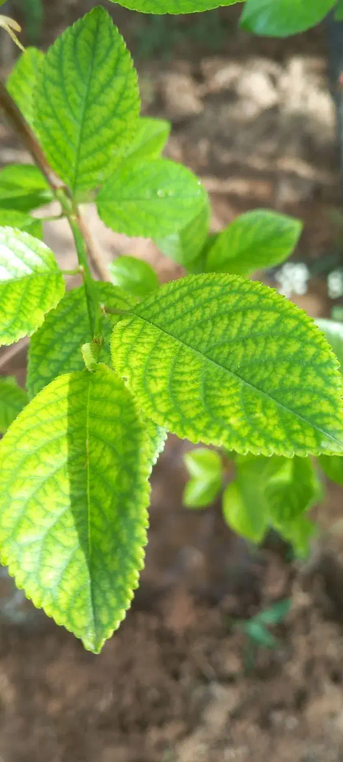 کارگر روزمزد|خدمات پیشه و مهارت|تایباد, |دیوار