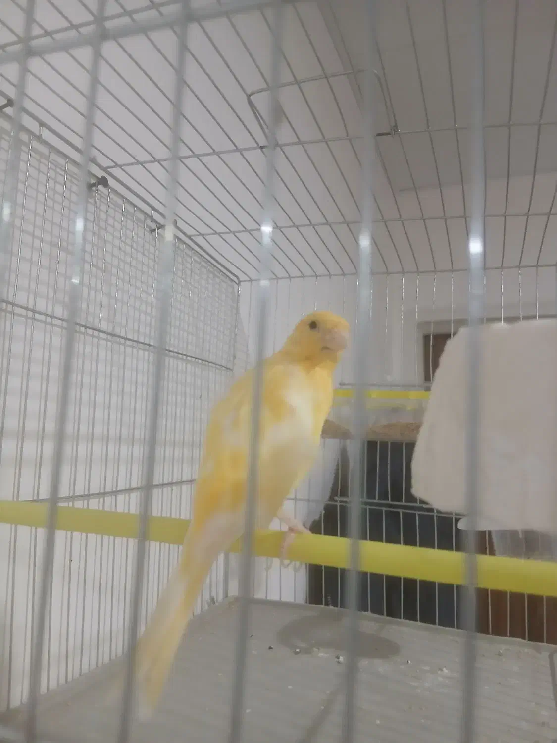 قناری نر|پرنده|بروجرد, |دیوار