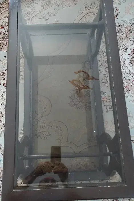 میز عسلی چوبی و شیشه ای|مبلمان خانگی و میز عسلی|اردبیل, |دیوار