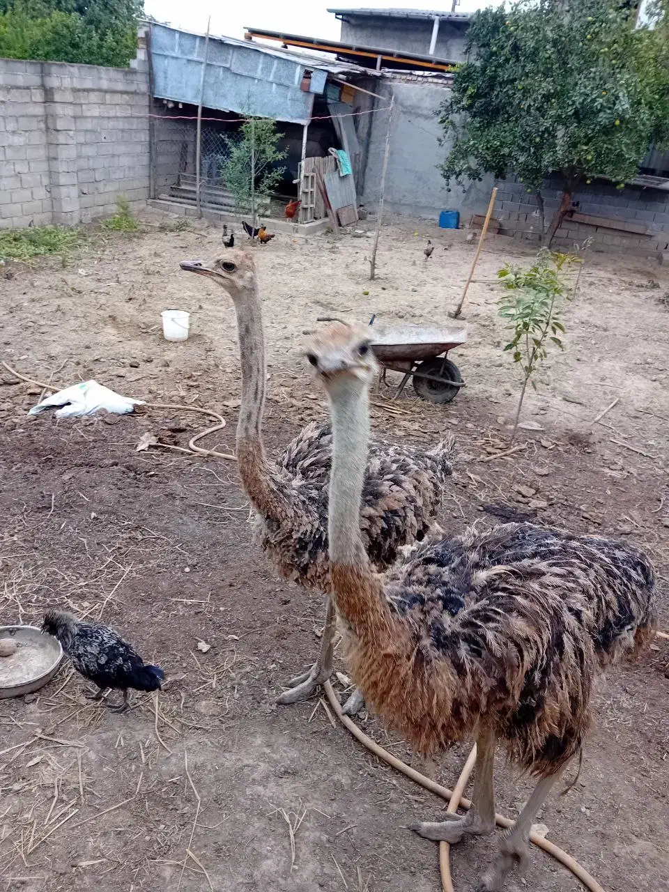 شتر مرغ ۲ عدد|حیوانات مزرعه|قائم‌شهر, |دیوار