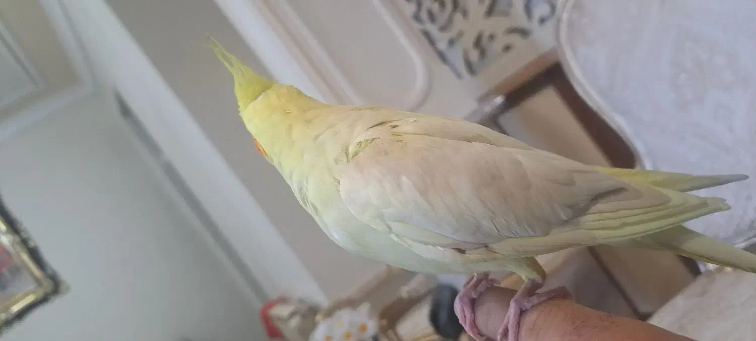 طوطی کاکاتیل (عروس)|پرنده|تبریز, |دیوار