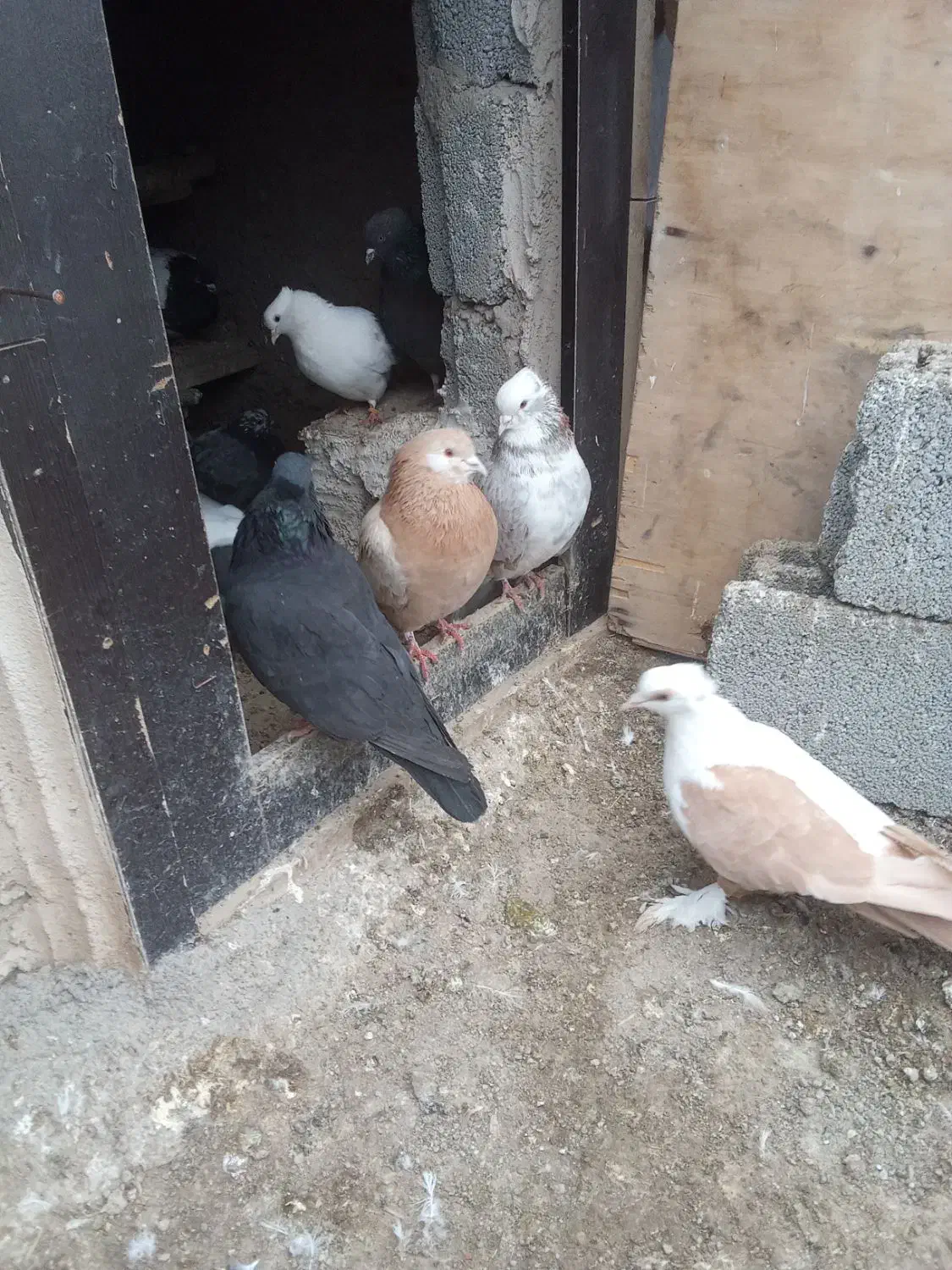 کبوتر|پرنده|اردبیل, |دیوار