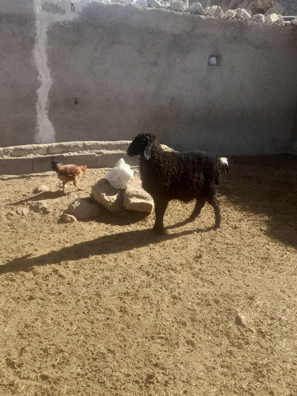 بره نر سبک|حیوانات مزرعه|ارسنجان, |دیوار