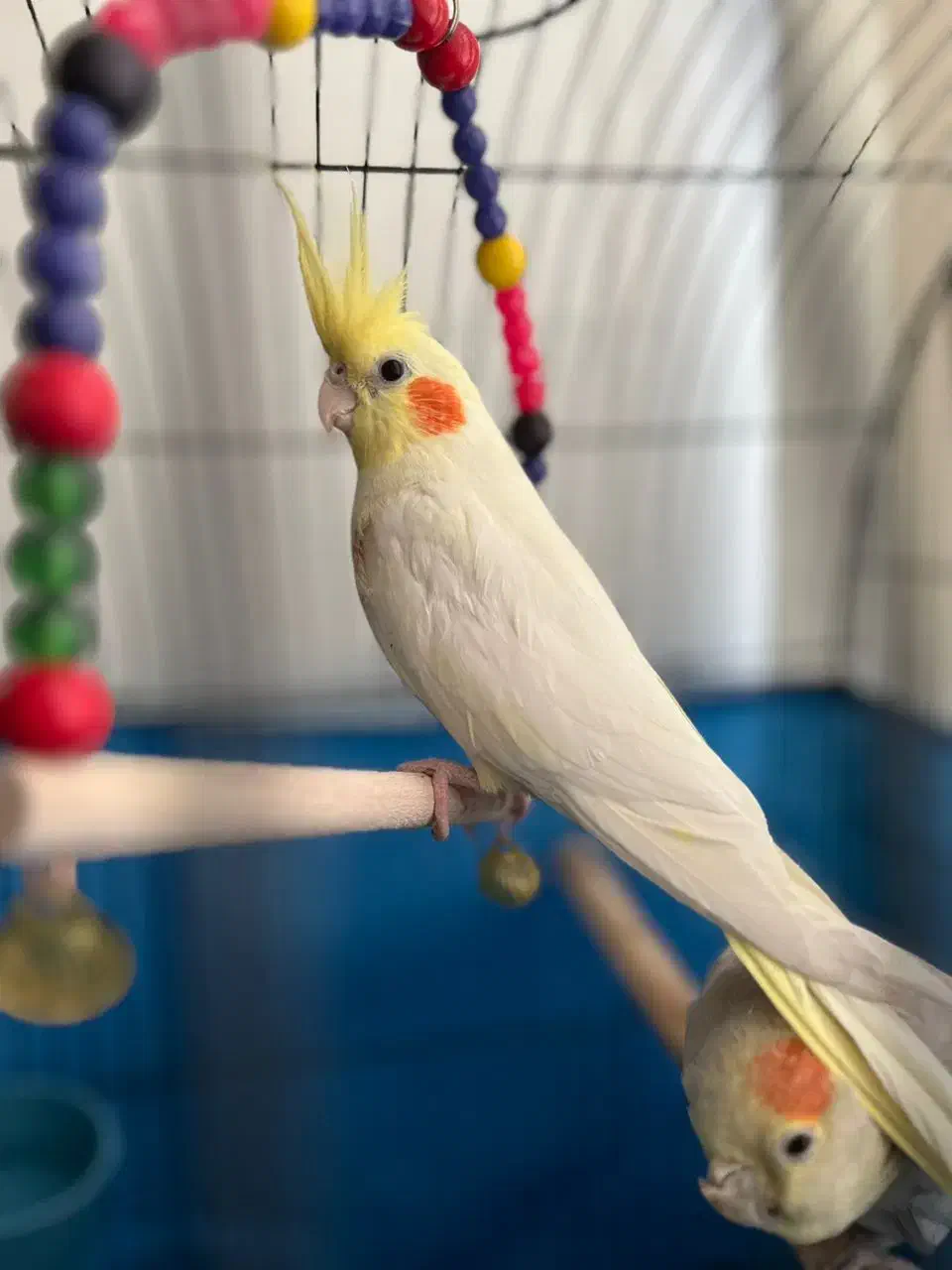 عروس هلندی|پرنده|ری, جوانمرد قصاب|دیوار