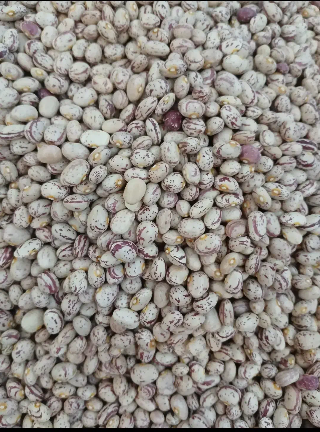 لوبیا چیتی کوشا|عمدهفروشی|الیگودرز, |دیوار