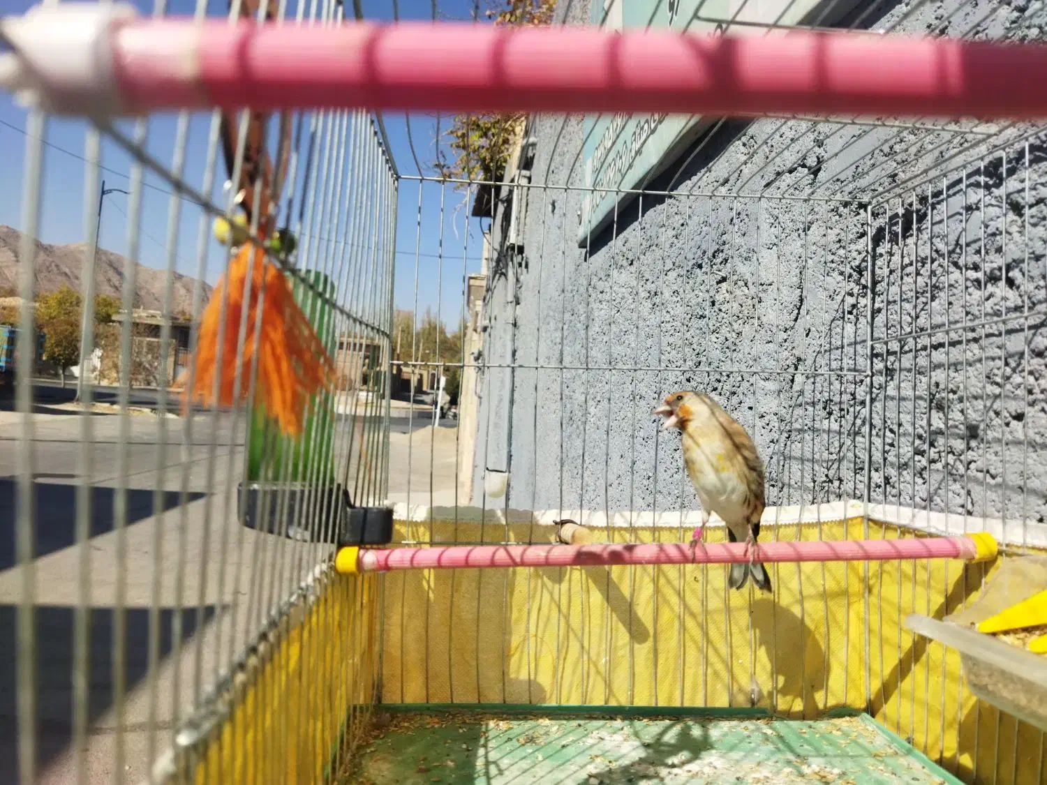 سهره قناری|پرنده|بهمن صغاد, |دیوار