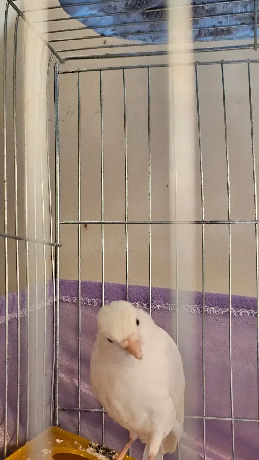 قناری ماده|پرنده|پردیس, فاز ۳|دیوار