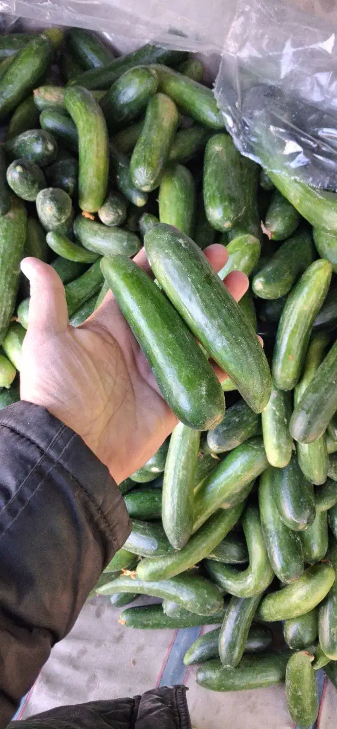 خیار محلی ۲۸ت و ۱۵ت|حراج|جهرم, |دیوار